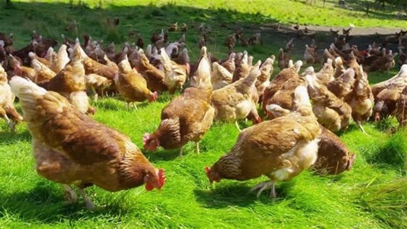  مزرعة دواجن، فيتو
