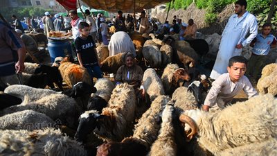  توقعات بارتفاع أسعار الأضاحي، وهذه أفضل أنواع العجول (فيديو صور)