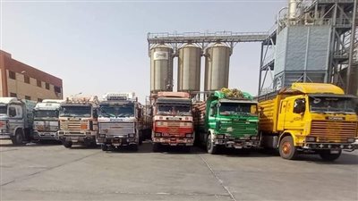 توريد 466 ألف طن قمح من مزارع الوادي الجديد 