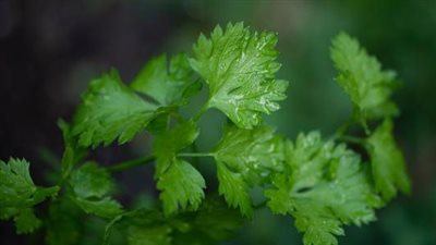  تفسير رؤية البقدونس في المنام وعلاقته بالحصول على المال الأيام المقبلة 