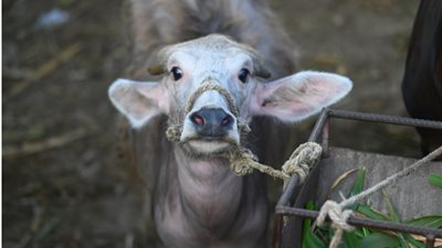  عيد الأضحى 2024، ما حكم ذبح ولد الأضحية؟ الإفتاء تجيب