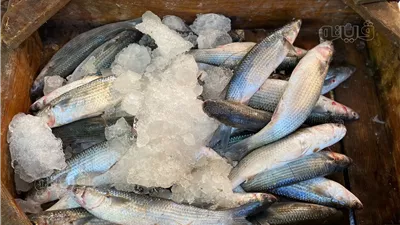 أسعار الأسماك اليوم، البوري يسجل 140 جنيهًا في سوق العبور 