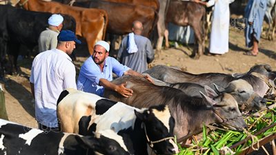 رغم غلاء الأسعار، ازدحام المواطنين لشراء الأضاحي في سوق المناشي (فيديو وصور)
