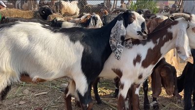 تصل لـ18 ألف جنيه، تجار: الجديان والماعز أضحية اقتصادية وعلى قد الإيد (فيديو)