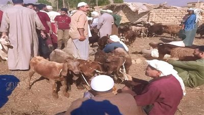 ننشر خريطة أسواق الماشية وأسعار بيع الأضاحي بالشرقية