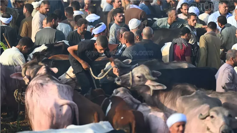 حكم مخالفة الموكِّل