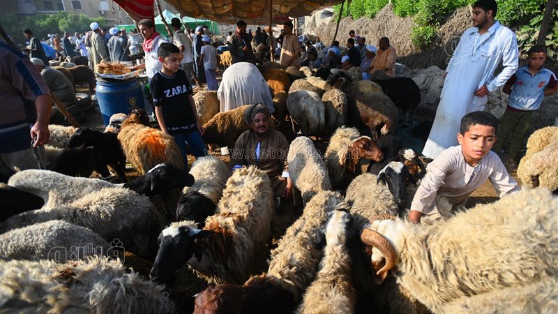 أسعار الأضاحي في