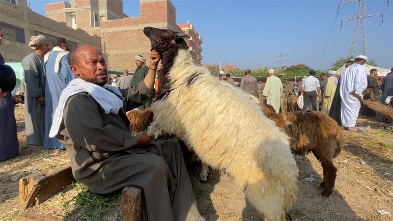 ذبح الاضحية