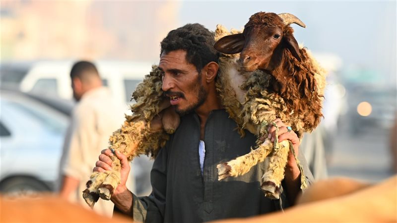 أسعار الخرفان في