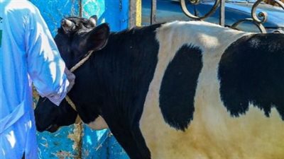 التحالف الوطني وتضامن الفيوم: توزيع 50 عجلا على 50 قرية خلال أيام العيد