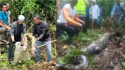 وجدوها بكامل ملابسها، لحظة العثور على امرأة ميتة داخل بطن ثعبان ضخم (فيديو)