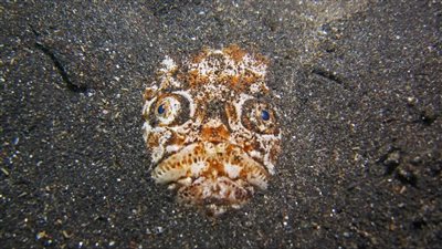 تنظر إلى السماء، سمكة 