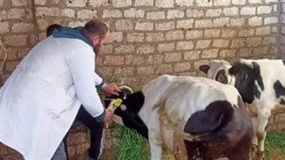 تحصين 38 ألف رأس ماشية ضد الحمى القلاعية والوادى المتصدع في قنا