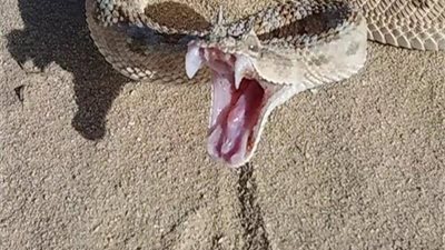 طريشة تلدغ مسنا بواحة الفرافرة في الوادي الجديد