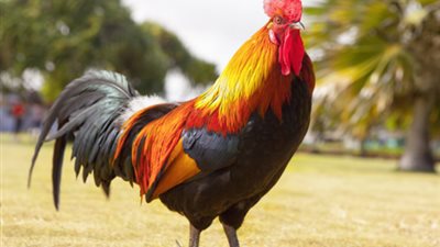 مستعينًا بحديث الصحابي بلال، علي جمعة يكشف حكم التضحية بديك أو نعامة