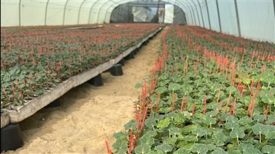 الزراعة تبدأ تجهيز شتلات الطماطم والخيار والفلفل والباذنجان بالدقهلية، (فيديو وصور)