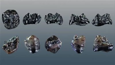 الكشف عن نوع جديد من القردة القديمة في ألمانيا