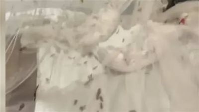 الحشرات تغزو غرفة فندقية في تايلاند (فيديو)