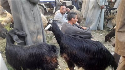 بالأسماء والعناوين، 25 مجزرا لذبح الأضاحي بالمجان في الجيزة 