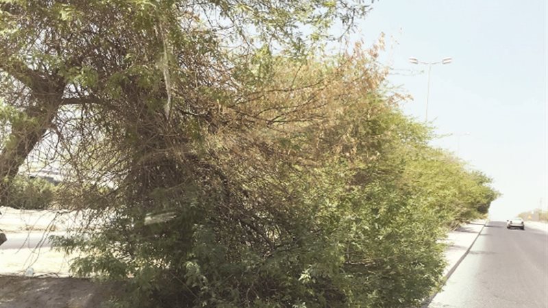 التحول لري بالتنقيط