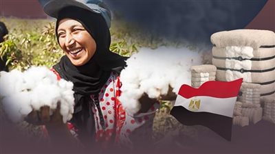 36.5 % زيادة في كمية الصادرات المصرية من الأقطان (إنفوجراف)
