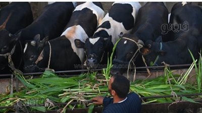 الزراعة توافق على استيراد 145 ألف رأس عجول للذبيح الفوري والتربية والتسمين 