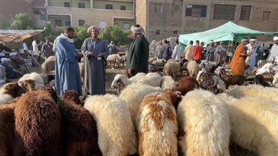الشروط الواجب توافرها في الأضحية (فيديو)