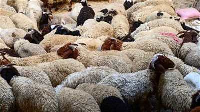  ثالث أم رابع أيام العيد، الأزهر يكشف عن موعد انتهاء ذبح الأضحية 