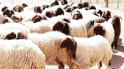 الأحد، انطلاق الحملة القومية للتحصين ضد مرض الجلد العقدي وجدري الأغنام بقنا