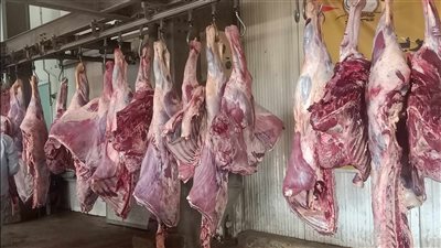 التموين تستعد لعيد الأضحى.. ضخ لحوم ودواجن بتخفيضات 20%.. توزيع 20 ألف رأس ماشية على المجمعات.. والأسعار تبدأ من 220 جنيها للكيلو