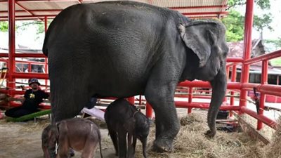 مصرع سائح تحت أقدام فيل في جنوب إفريقيا