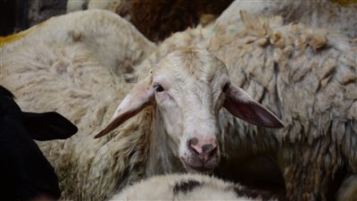 طرح الخراف الحية بشوادر التموين بسعر 225 جنيها للكيلو 