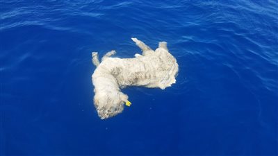 خراف نافقة في البحر الأحمر، ووزيرة البيئة تشكل لجنة للتحقيق 