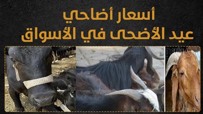 أسعار أضاحي عيد الأضحى في الأسواق (انفوجراف)