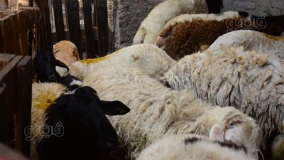 كيلو القائم بـ230 جنيهًا، ما الفرق بين الخروف القبلي والبحري؟ (فيديو وصور)