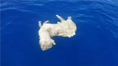 البيئة تعلن التحرك ضد سفينة الخراف النافقة بالبحر الأحمر (فيديو)