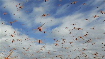 مكافحة الاَفات: 106 أسراب من الجراد هاجمت مصر منذ نوفمبر الماضي (فيديو) 