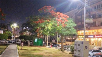 حملات ليلية وصيانة أعمدة الإنارة في المنصورة استعدادا لعيد الأضحي (صور)