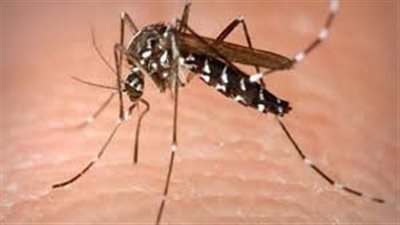 تفسير حلم الناموس في المنام وعلاقته بالتوبة النصوحة والبعد عن المعاصي 