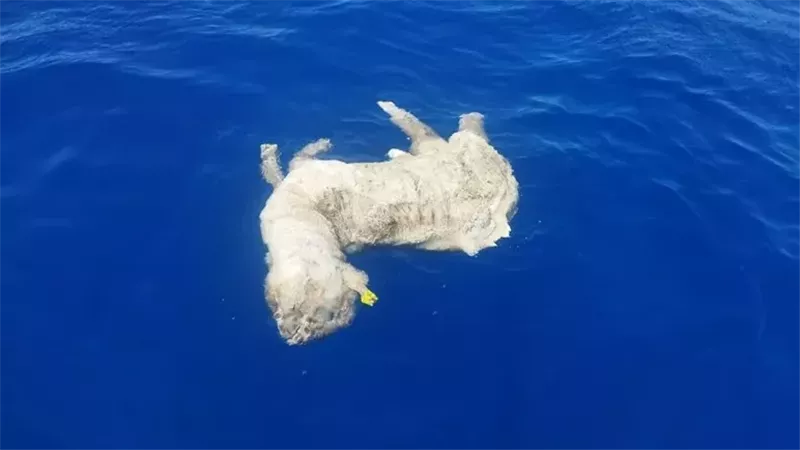 الخراف النافقة بالبحر