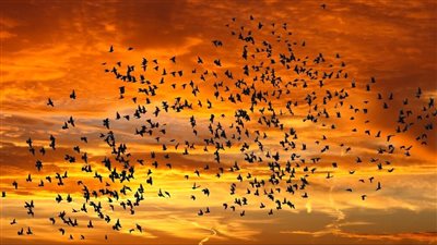 لا تصطدم مهما كثر عددها، أسرار جديدة في حياة الطيور 