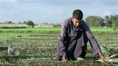 خبير يكشف حقيقة نجاح زراعة القمح باستخدام مياه البحر المالحة