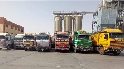 توريد 495 ألف طن قمح لصوامع الوادي الجديد