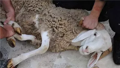 تسجيل 16 ألف إصابة خلال ذبح الأضاحي في هذه الدولة