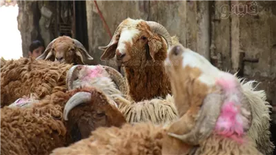 350 جنيها، نقيب الجزارين يكشف السعر العادل لذبح الأضاحي 