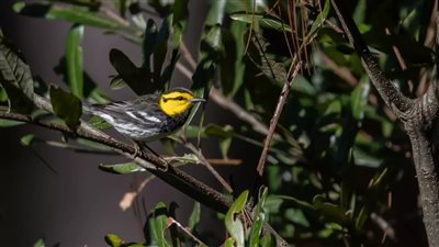 دراسة: الاتجار بالكوكايين يهدد بيئات الطيور النادرة