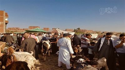 إزاي تشتري أضحية سليمة بأقل سعر، جولة في أكبر سوق مواشي بالشرقية (فيديو وصور)