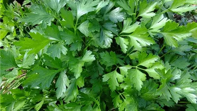 فوائد البقدونس، يعزز صحة الجلد والعظام والعضلات ويحمي من الجلطات