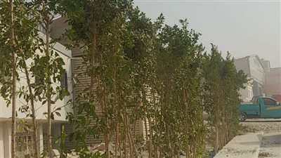 البيئة: زراعة 50 ألف شجرة في 8 محافظات لمكافحة الاحتباس الحراري