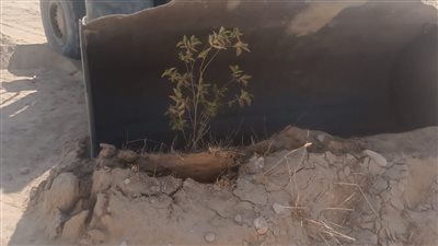 إزالة تعدي بالزراعة على 5 أفدنة من أملاك الدولة بمدينة الزينية في الأقصر